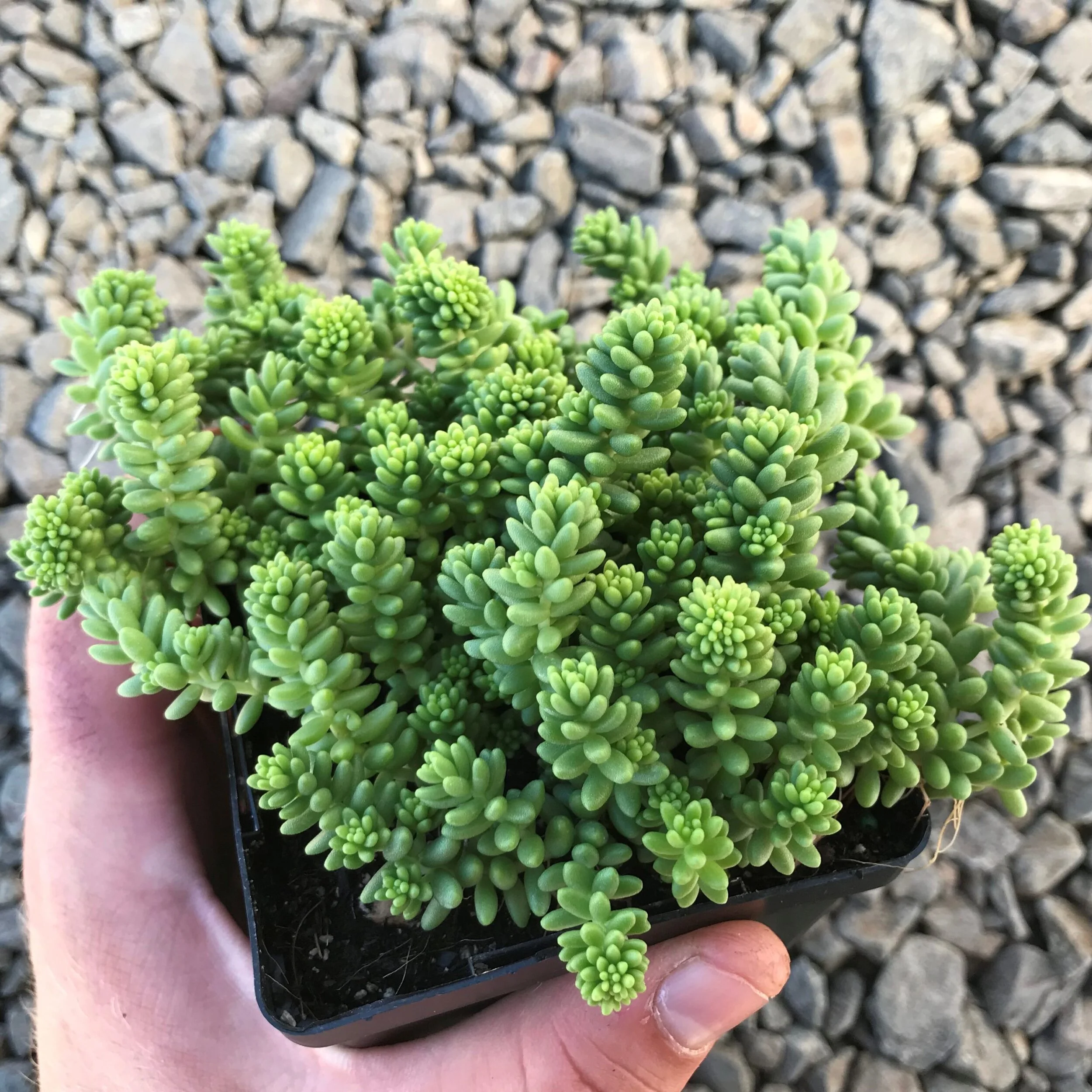 Седум Green Ball
